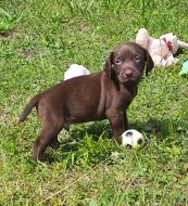 Nabídka štěňat německého krátkosrstého ohaře