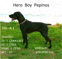 Nabídka štěňat německého krátkosrstého ohaře