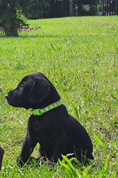 Nabídka štěňat německého krátkosrstého ohaře