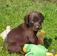 Nabídka štěňat německého krátkosrstého ohaře