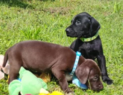 Nabídka štěňat německého krátkosrstého ohaře