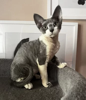 Devon Rex s PP, koťátko, kocourek