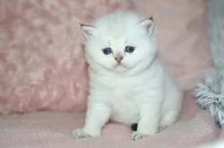 Britská koťátka s PP