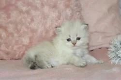 Britská koťátka s PP