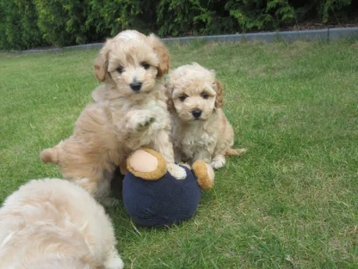 Maltipoo