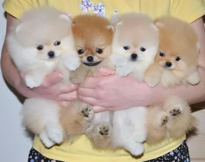 Mini pomeranian bez PP