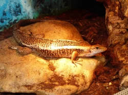 Ještěrkovec scinkovitý (Zoonosaurus laticaudatus)