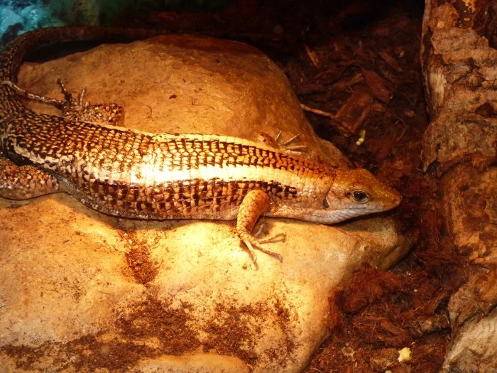 Ještěrkovec scinkovitý (Zoonosaurus laticaudatus)