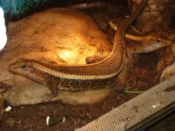 Ještěrkovec scinkovitý (Zoonosaurus laticaudatus)