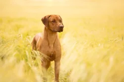 Rhodéský ridgeback - štěňata