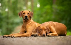 Rhodéský ridgeback - štěňata