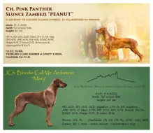 Rhodéský ridgeback - štěňata