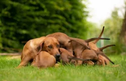 Rhodéský ridgeback - štěňata