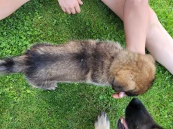 Prodám čistokrevné štěňě Německého ovčáka vlkošedý