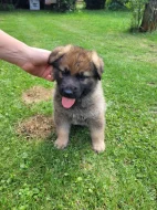 Prodám čistokrevné štěňě Německého ovčáka vlkošedý