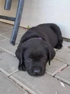 Černá štěňátka labradora s PP