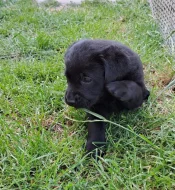 Černá štěňátka labradora s PP