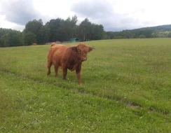Prodám telátka Highland-Skotský náhorní skot, jalovička a dva býčci,