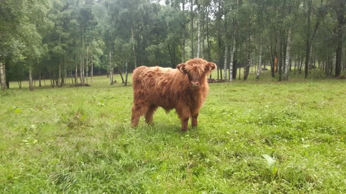 Prodám telátka Highland-Skotský náhorní skot, jalovička a dva býčci,