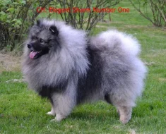 Německý vlčí špic Keeshond štěňata s PP FCI