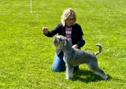 Knírač střední pepř a sůl štěňata s PP