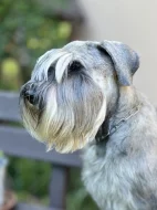 Knírač střední pepř a sůl štěňata s PP