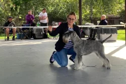 Knírač střední pepř a sůl štěňata s PP