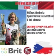 Knírač střední pepř a sůl štěňata s PP