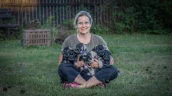 Knírač střední pepř a sůl štěňata s PP