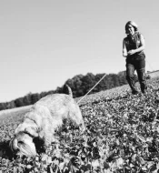 Knírač střední pepř a sůl štěňata s PP