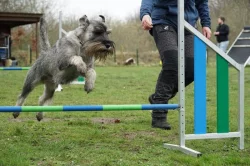 Knírač střední pepř a sůl štěňata s PP