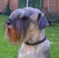 Knírač střední pepř a sůl štěňata s PP