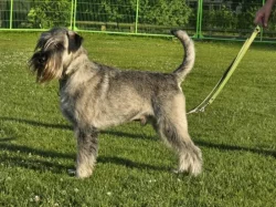 Knírač střední pepř a sůl štěňata s PP