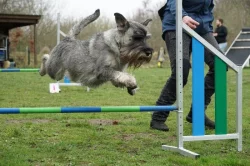 Knírač střední pepř a sůl štěňata s PP