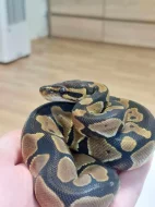 Krajta královská s veškerým vybavením