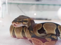 Krajta královská s veškerým vybavením