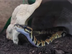 Krajta královská s veškerým vybavením