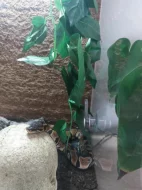 Krajta královská s veškerým vybavením