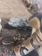 Krajta královská s veškerým vybavením