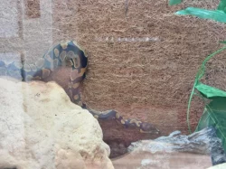 Krajta královská s veškerým vybavením