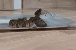 Krajta královská s veškerým vybavením