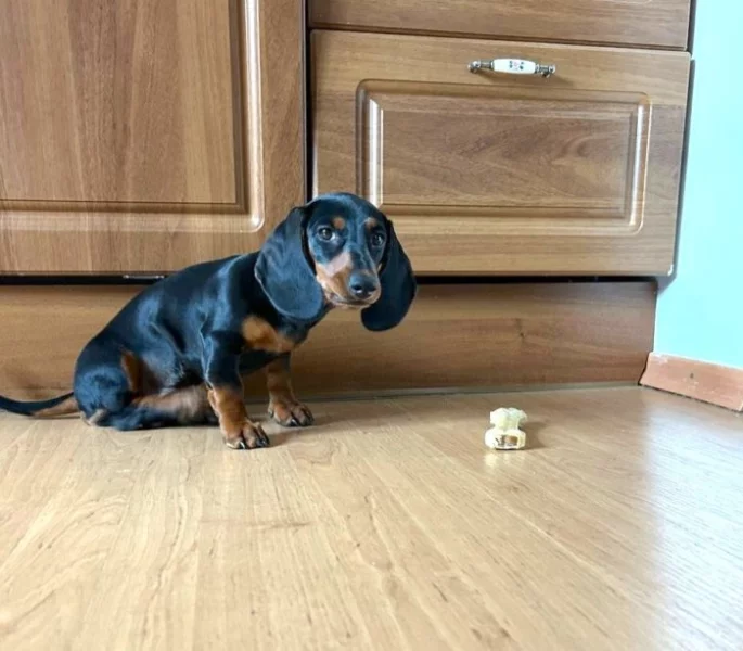 Jezevčí trpasličí krátkosrstý