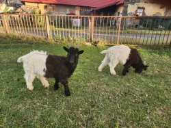 Prodám Walliserké kozliky