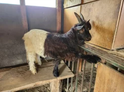 Prodám Walliserké kozliky