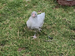 Nabízím kohoutky Araukan levandulový Levander