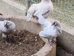 Nabízím kohoutky Araukan levandulový Levander