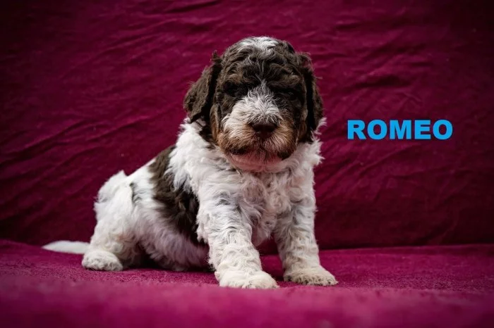 Lagotto Romagnolo s PP - pejsci