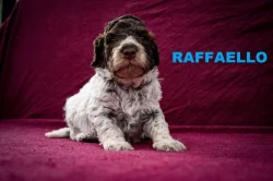 Lagotto Romagnolo s PP - pejsci