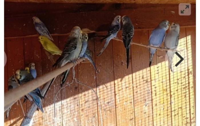 Prodám mladé andulky