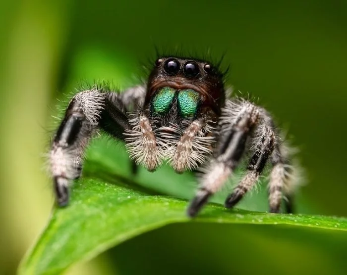 Pavouk skákavka královská (Phidippus regius Bahamas)